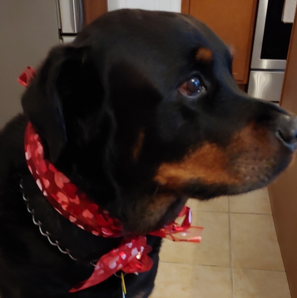 Not for sale - Picture 5 of 12